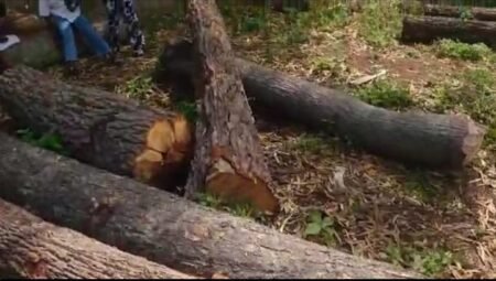 ​Vélingara : Plus de 300 unités de matériel de destruction de la forêt saisies par les Eaux et Forêts